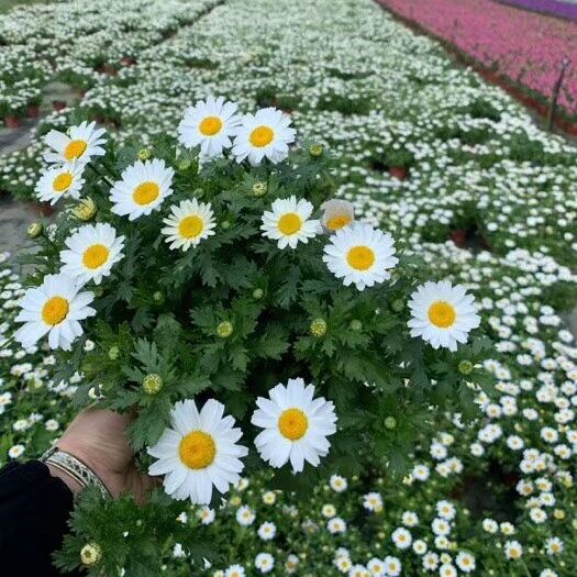 成都 苗圃直销白晶菊 双色杯白晶菊 白晶菊价格