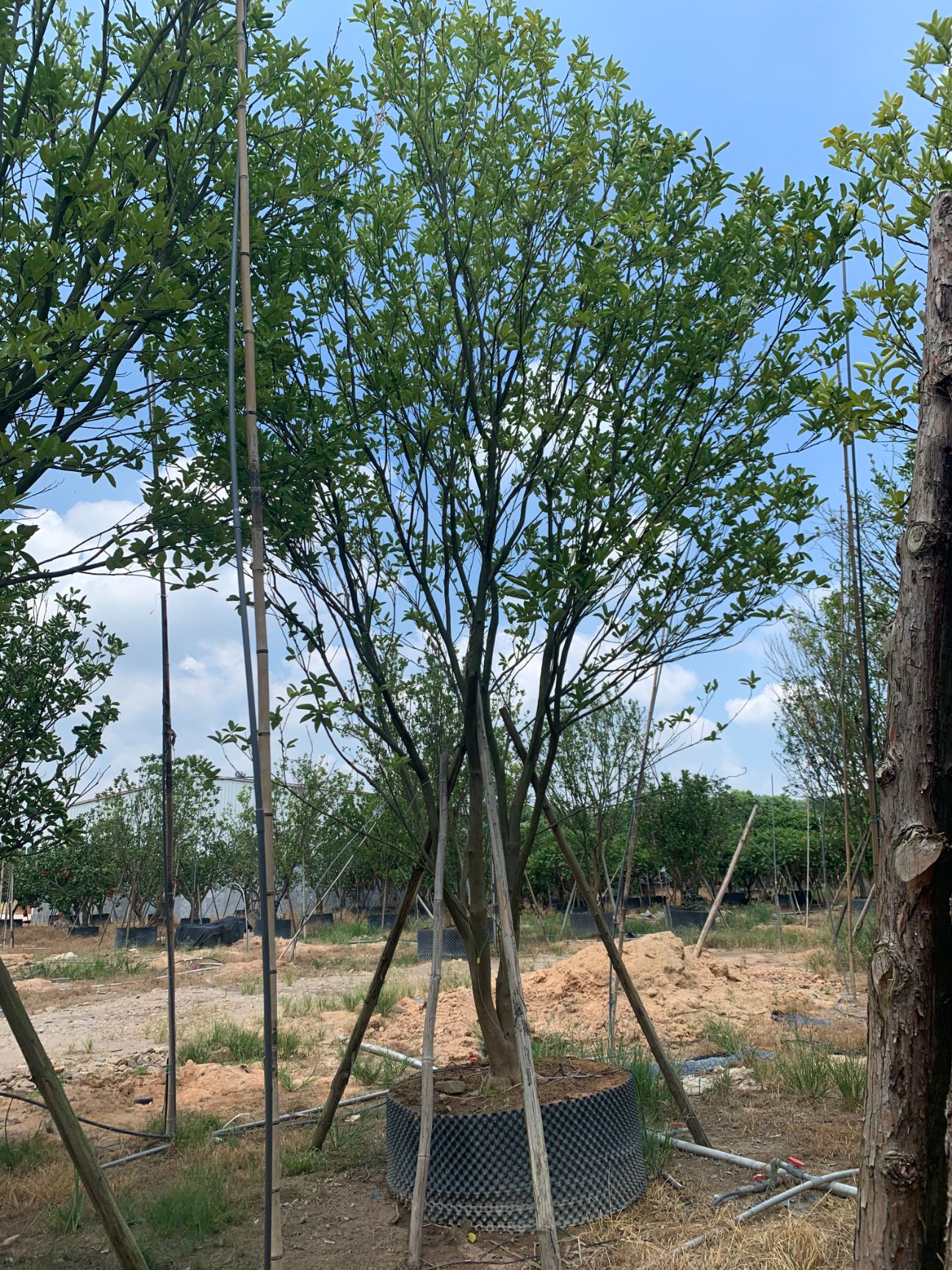 桂柚一号苗 全冠香泡