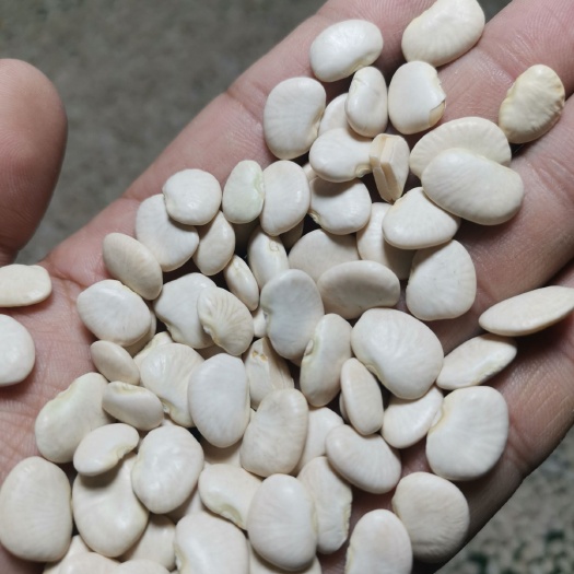 文安县白芸豆  白凤豆！白扁豆！精选成品