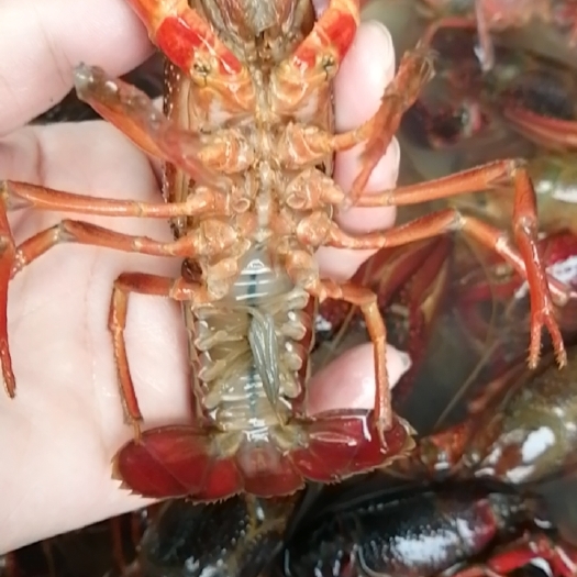 洪湖市清水小龙虾，一年四季供应