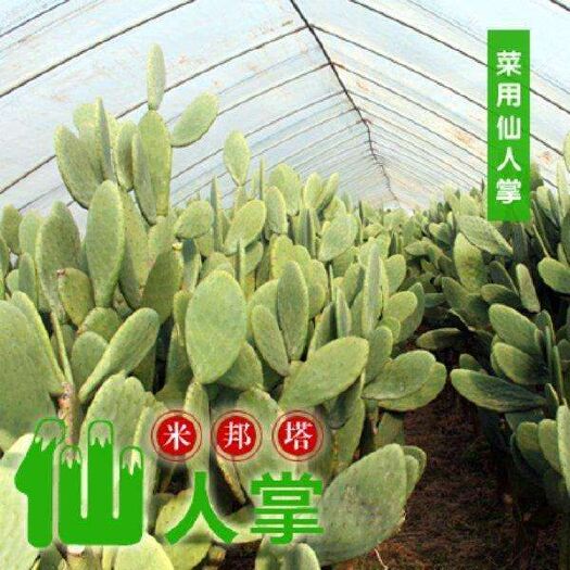 单县米邦塔仙人掌 可以食用的仙人掌  欢迎新老客户选