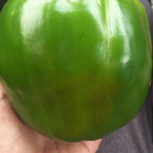 朔州辣椒王 色泽鲜亮！均匀！大量现货！