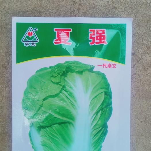 大白菜种子 夏秋白菜，好吃，抗病