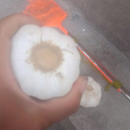 封丘县白皮大蒜 皮好