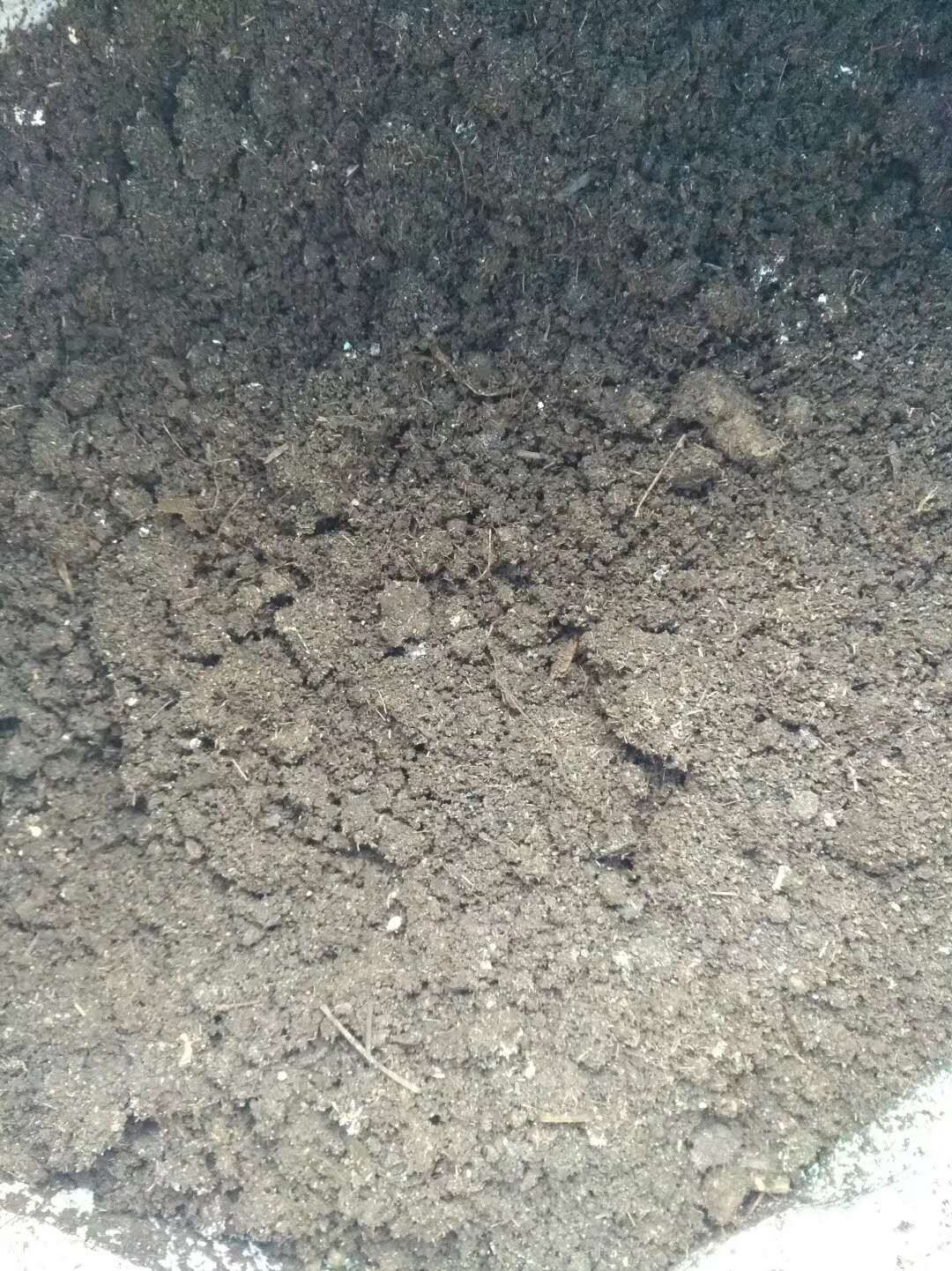  牛粪原料优质蚯蚓粪，水分低