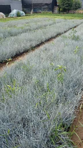  蓝羊茅，青州观赏草基地，直销各种观赏草，质量好量大规格齐全