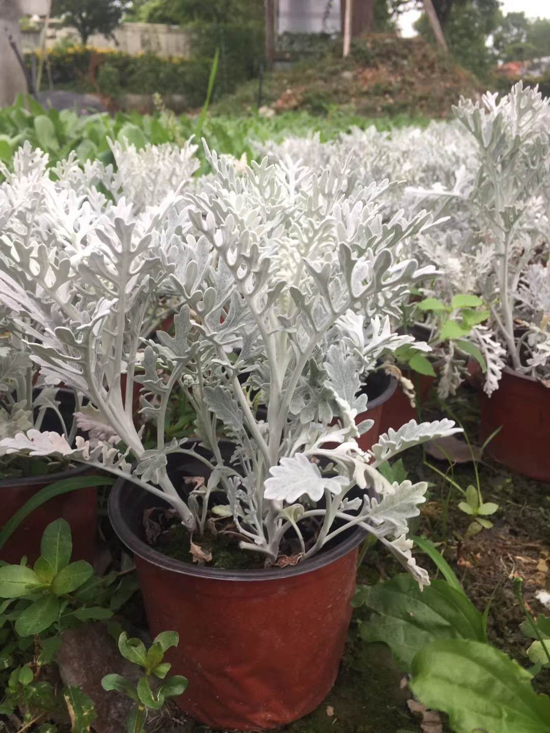  基地直销银叶菊 种植户直接批发出售 银叶菊货好价优