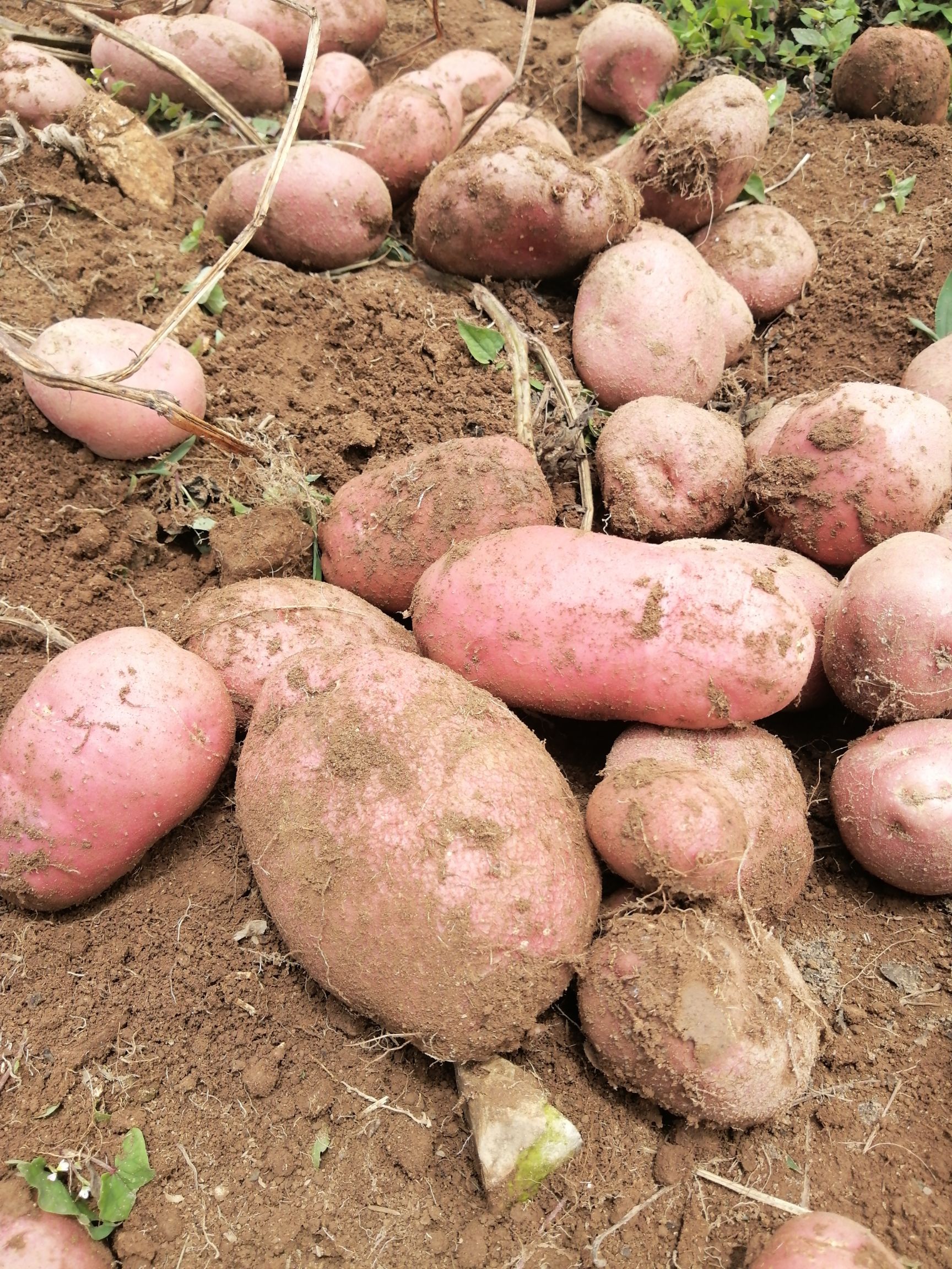  正规红皮黄心土豆无任何农药添加剂欢迎选购。