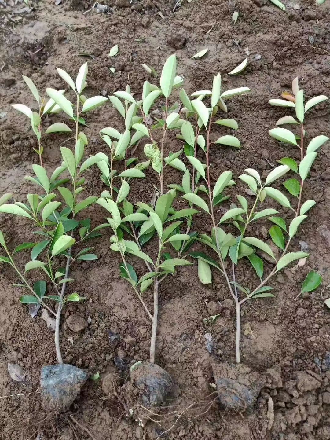 红叶石楠 量大从优  欢迎采购