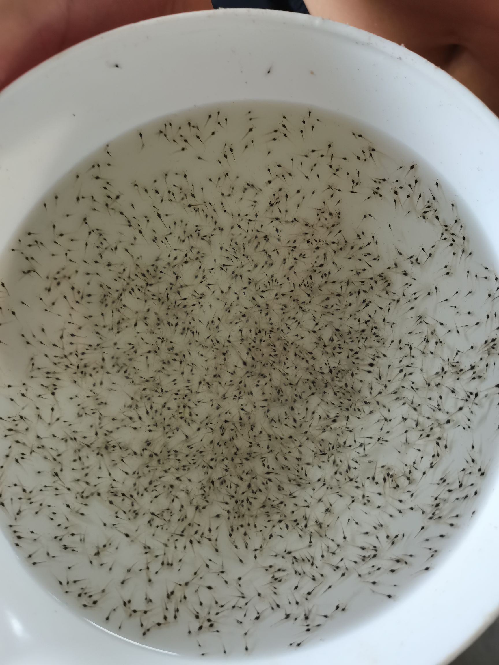 白虾苗  纯高抗一代虾苗在长途运输中成活率高有现货，提供技术咨询。