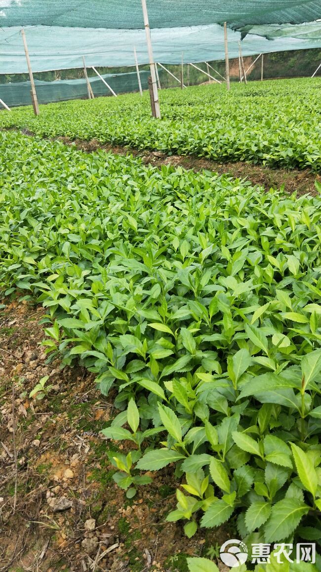 草珊瑚苗 /九节茶，自家苗圃无中间商赚差价，欢迎实地考察