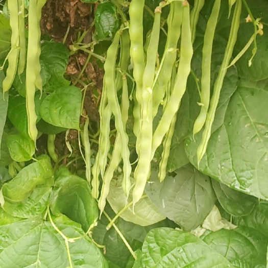 会理市白不老四季豆 精品肉豆，白不老，大青豆大量上市