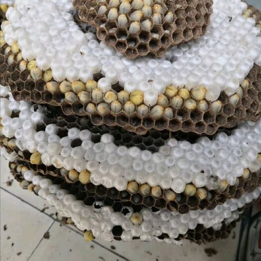 凭祥市土蜂蛹  新鲜的树蜂和地蜂
