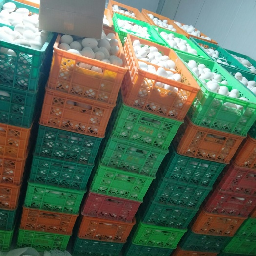 石家庄大量新鲜鹅蛋，量大价格从优