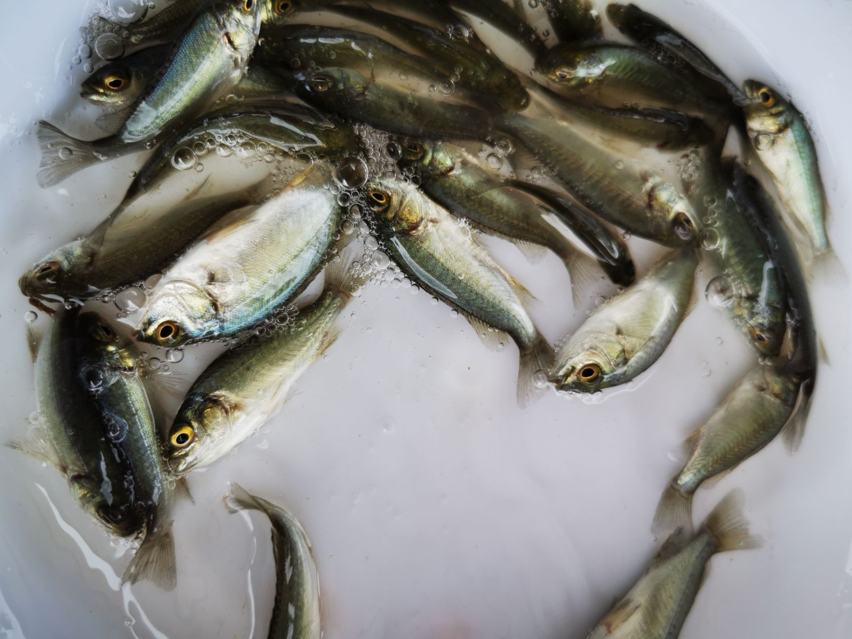  宝石鲈鱼苗 澳洲宝石鲈鱼