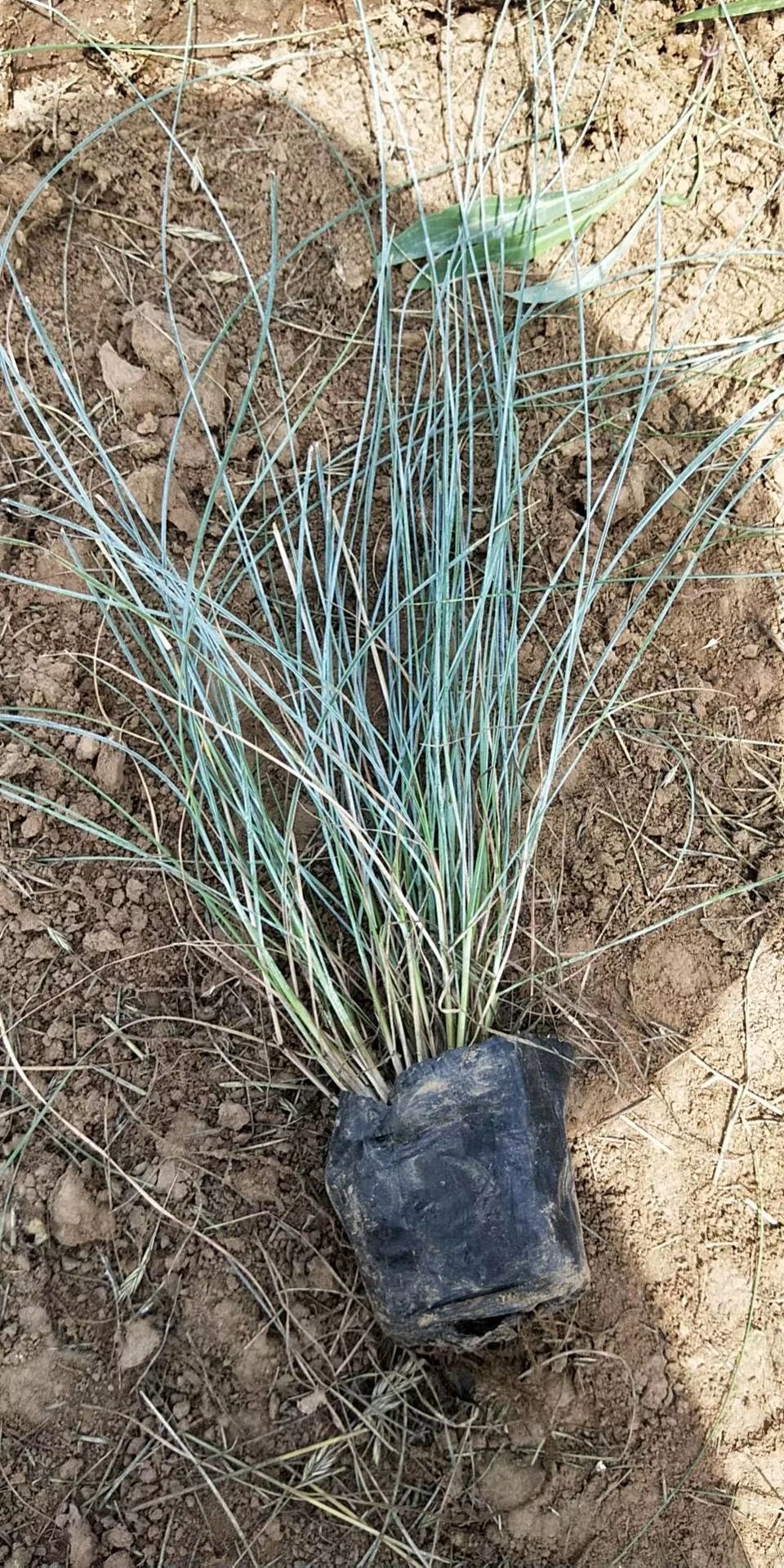  蓝羊茅，青州观赏草基地，直销各种观赏草，质量好量大规格齐全
