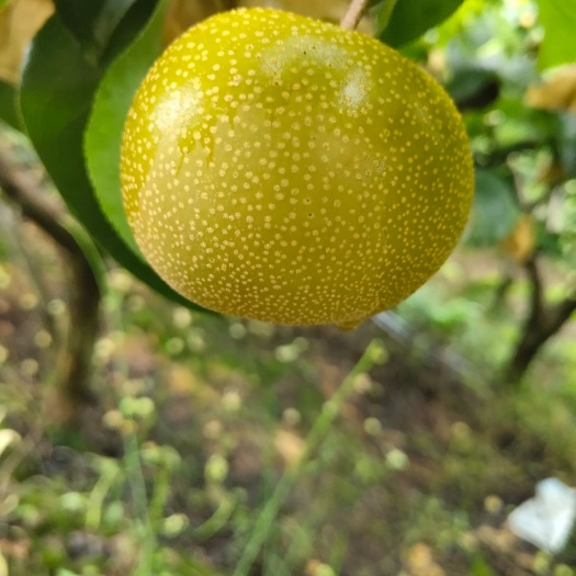 汉源县 汉源丰水梨，套袋，黄金梨，金花梨，青梨
