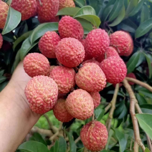 灵山县仙进奉荔枝苗，品种纯正
