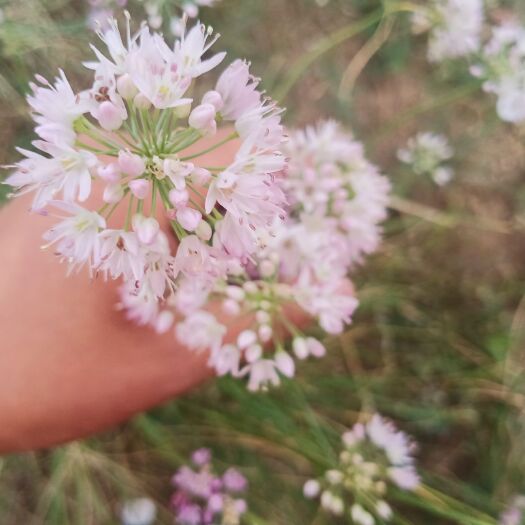 东乌旗麻麻花 摘蒙花 内蒙古锡林浩特东乌旗山葱花，