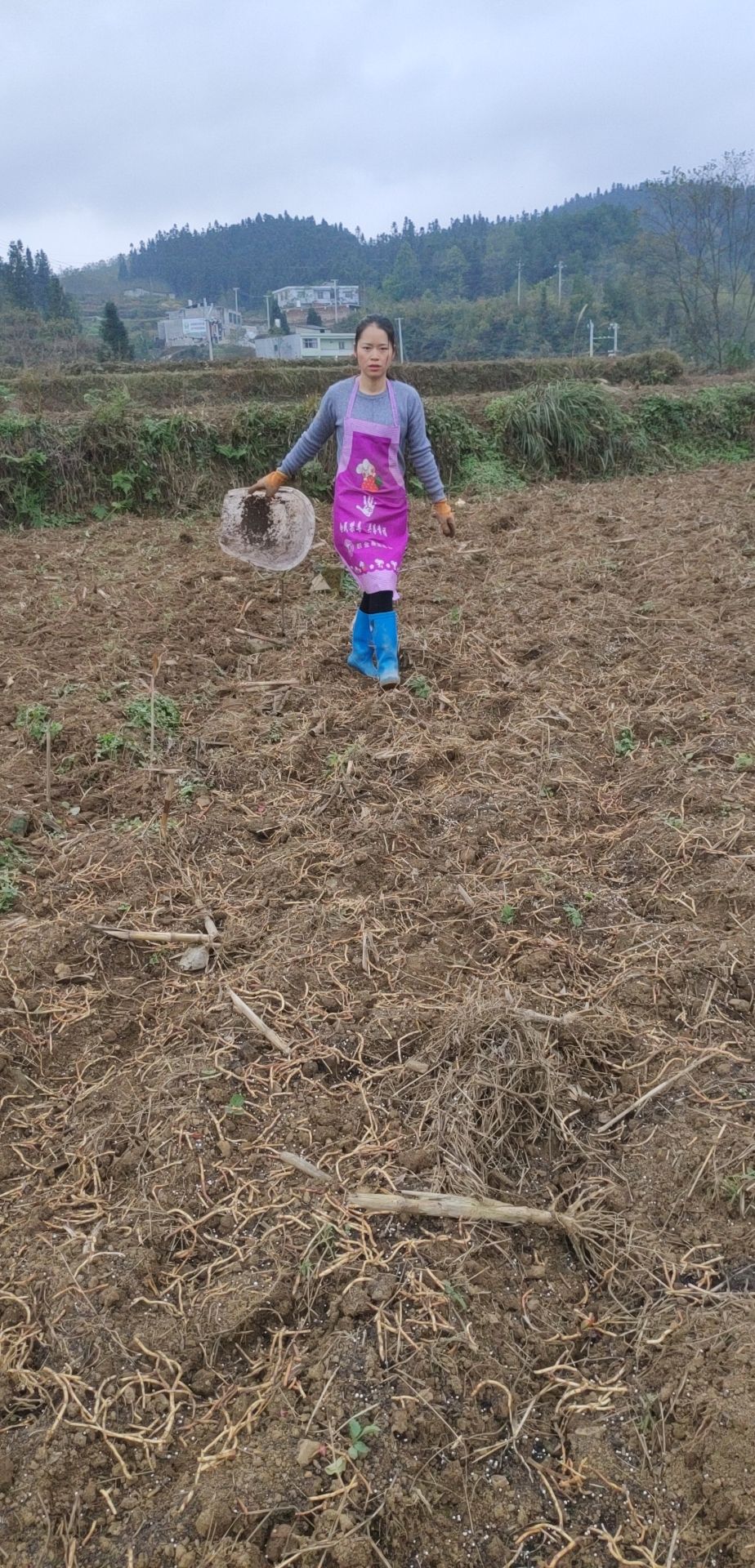  贵州织金白泥大树脚村 折耳根鲜根，鱼腥草鲜根。
