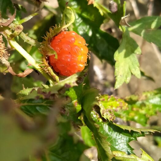 岷县野生树莓 鲜果