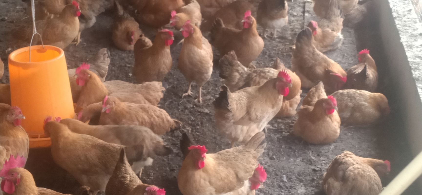 土鸡 真诚为各位老板服务