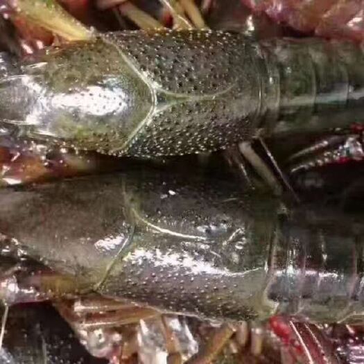 潜江市 潜江小龙虾，深水湖虾，