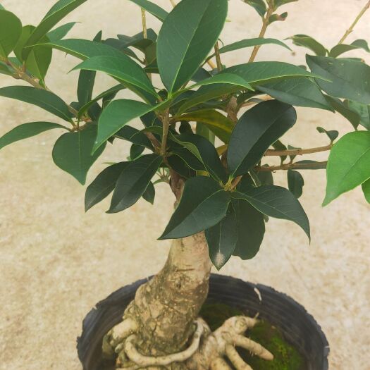 临沂八月桂  流苏嫁接桂花，抗寒抗旱能力强！品种多，1－30公分都有货！