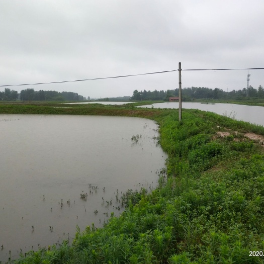 信阳坑塘 池塘流转，需要的朋友请联糸500一亩，水质好，水源好，