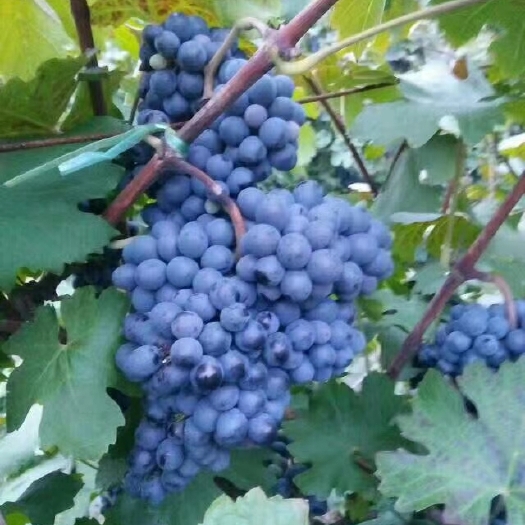 平原县烟七三酿酒葡萄  酿酒葡萄烟七三成熟了