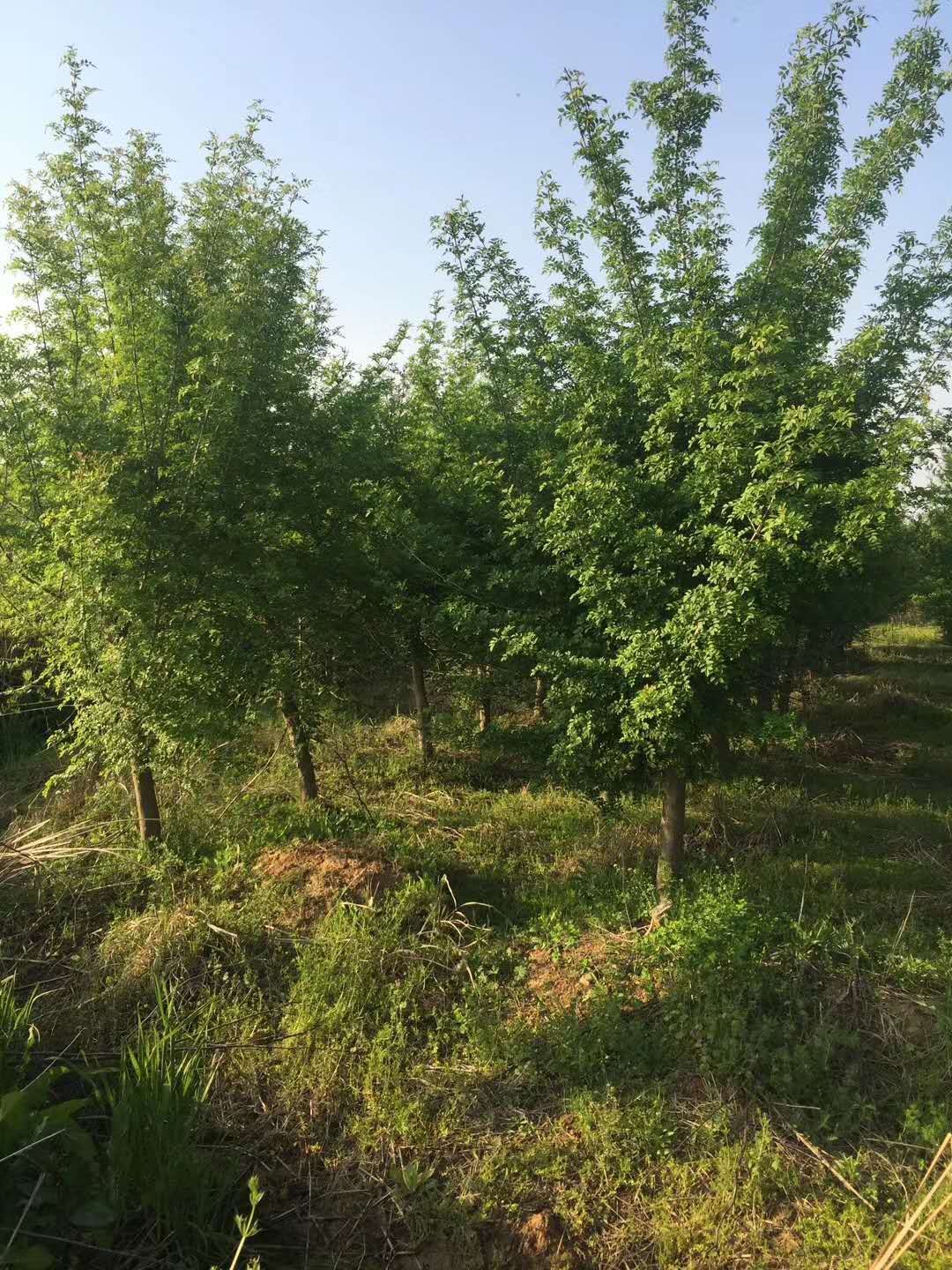  大量对接白蜡移栽5年8-10公分！150一颗