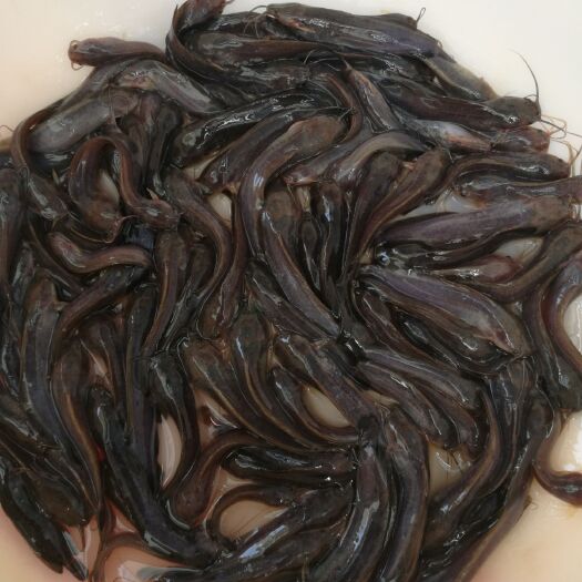 玉林塘鲺苗 大量塘角鱼出售