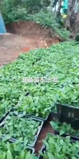 灵山县五指毛桃苗 五指毛桃，土茯苓，肉桂，芒果