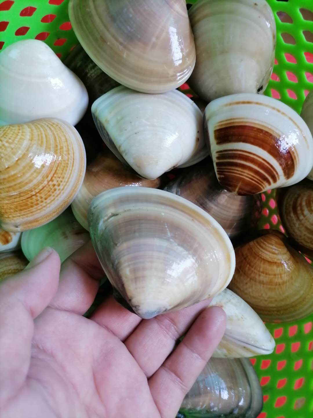 白螺 沙白