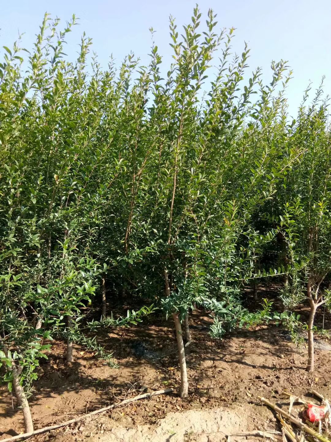 突尼斯软籽石榴树苗 软籽石榴，泰山红，大青皮