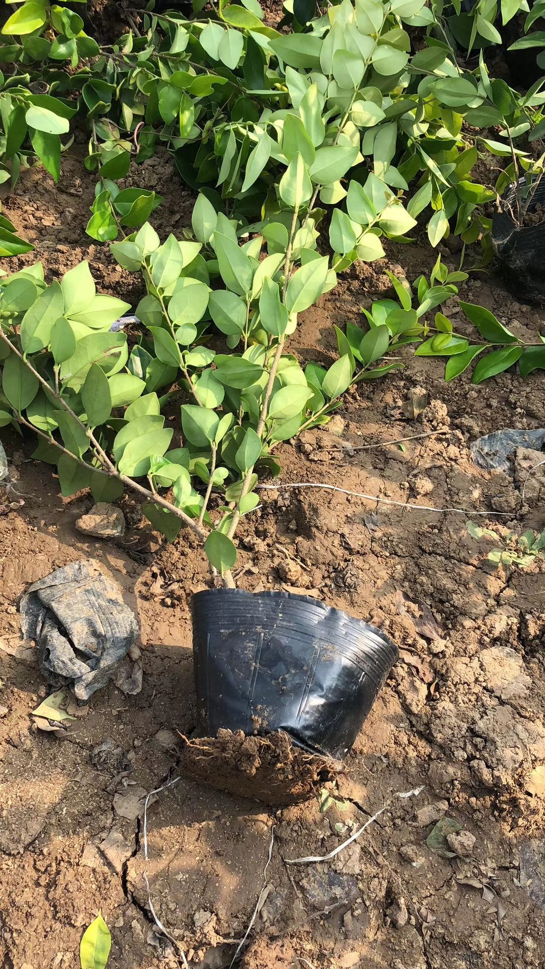 [热卖]金森女贞苗金叶女贞苗大叶女贞苗小叶女贞苗品种齐全