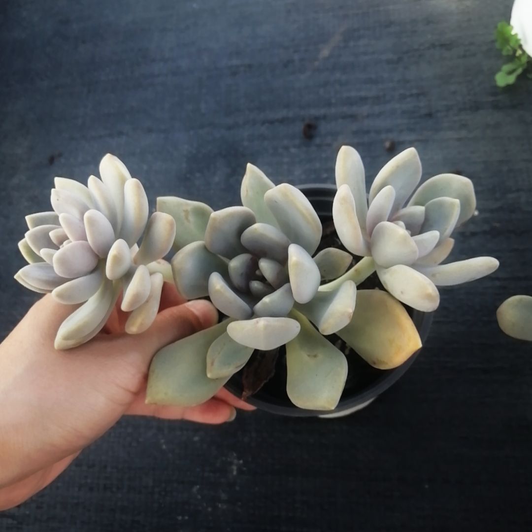  冬美人，吸财树大量上货，3～4个头，品质非常好