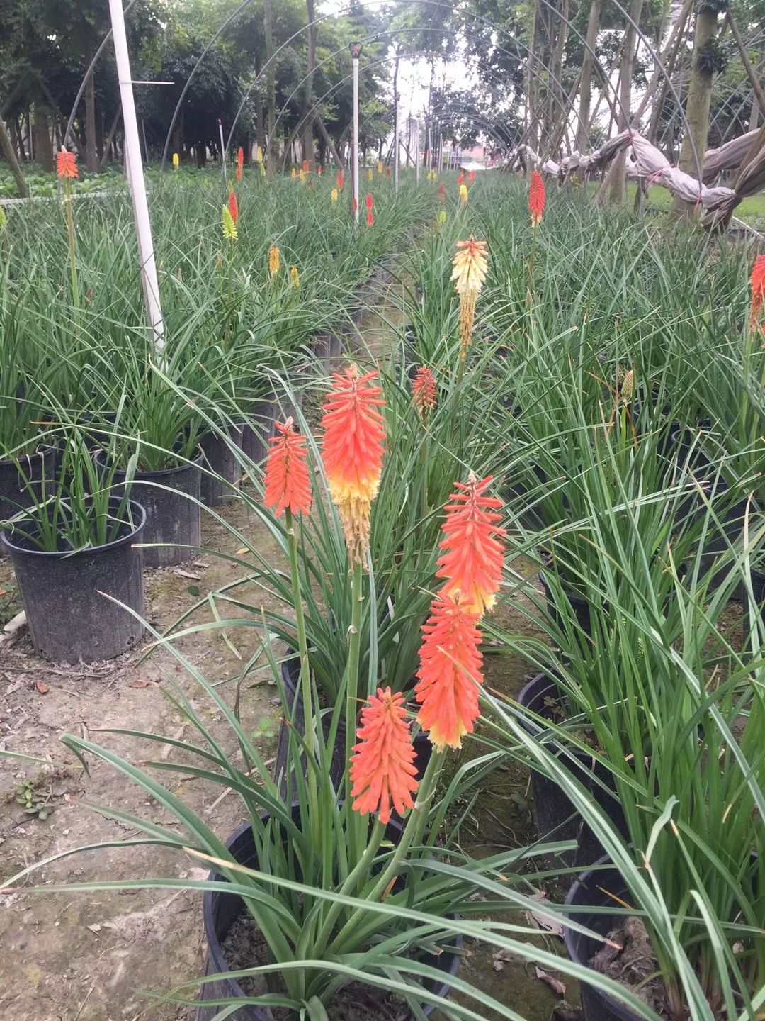 火把莲盆景 基地直销火把莲 量大从优 欢迎咨询
