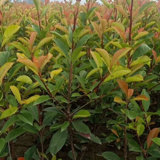 获嘉县红叶石楠 量大从优  欢迎采购
