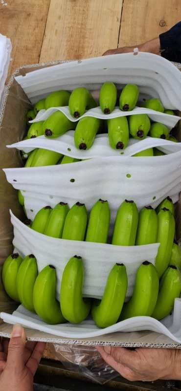 广东湛江香蕉 好货抹花 基地一手货源