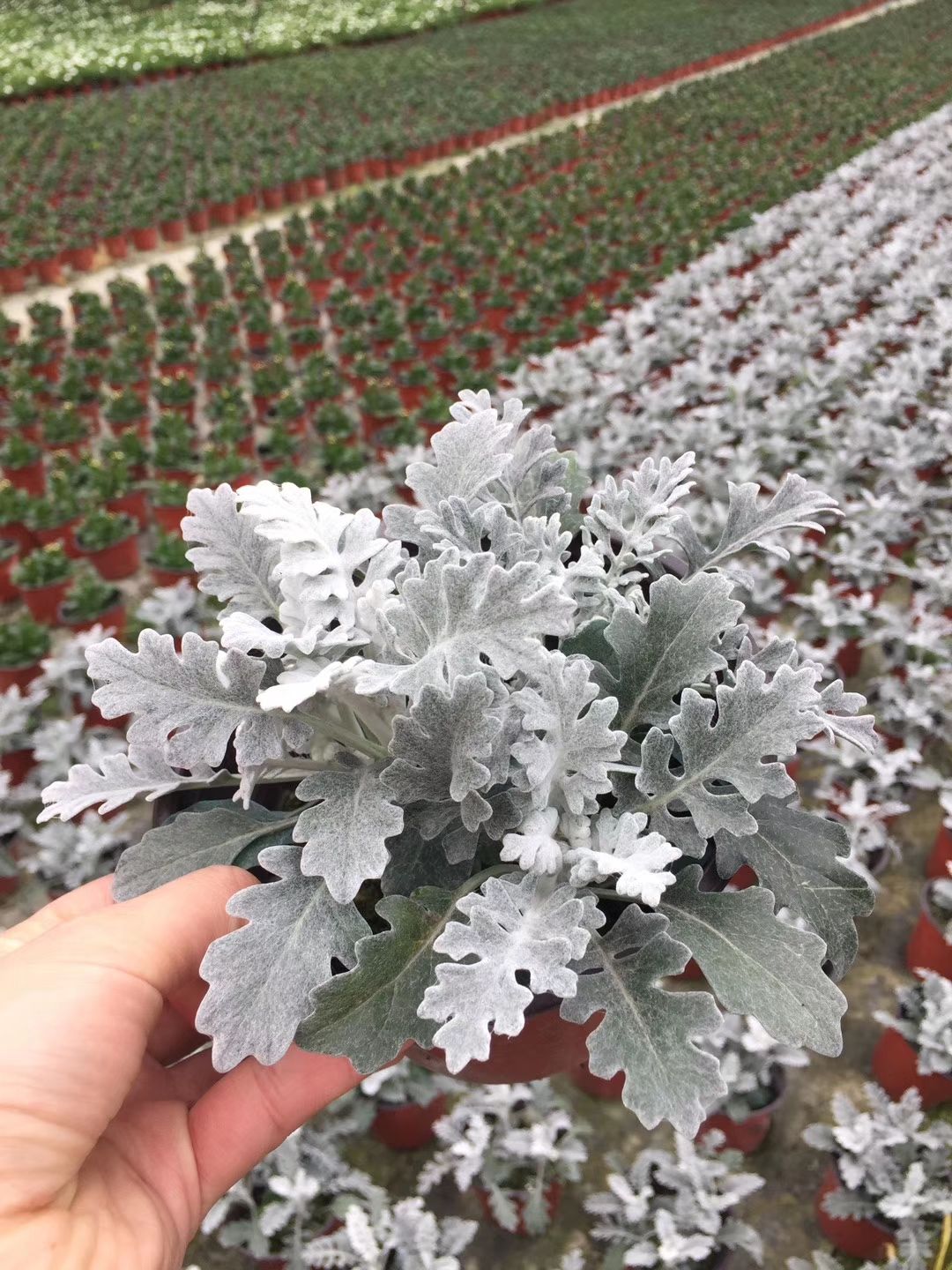  基地直销银叶菊 种植户直接批发出售 银叶菊货好价优