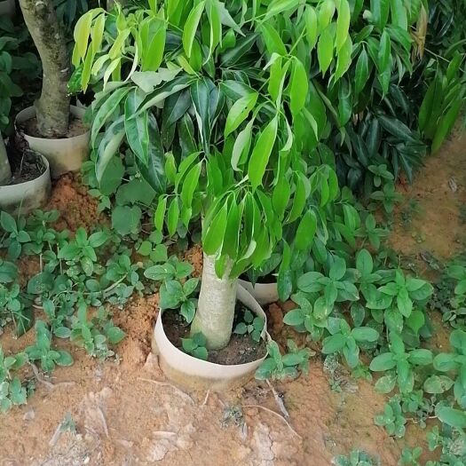灵山县荔枝苗  荔枝高压树苗