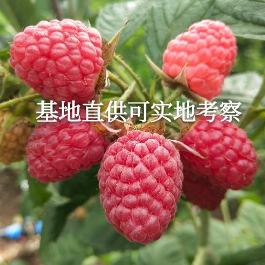 白山双季树莓苗  基地直供批发  2年苗当年结果  欢迎实地考察