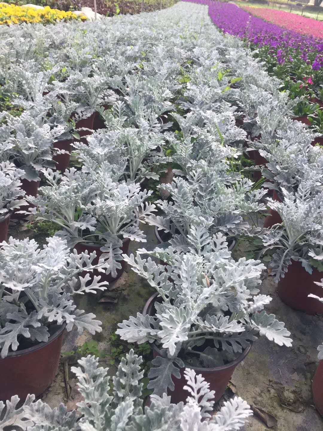  基地直销银叶菊 种植户直接批发出售 银叶菊货好价优