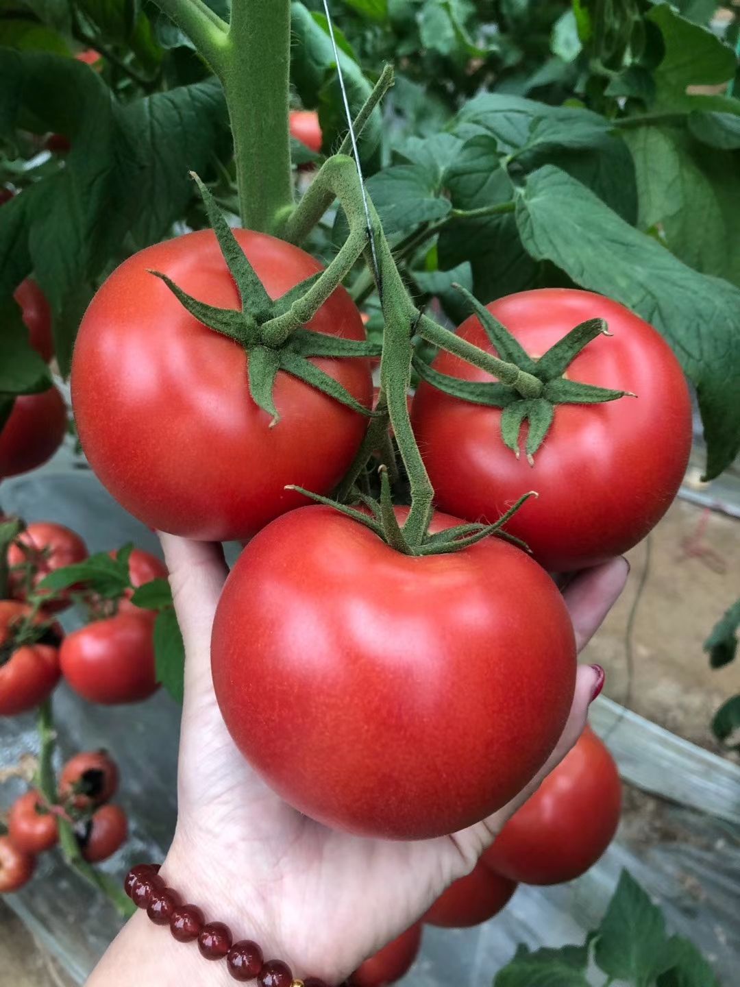 硬粉番茄苗   早春精品果型抗病毒硬粉抗病毒西红柿苗