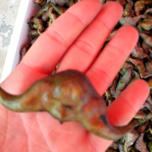岳阳 大青菱  菱角  大量供应  产地直销