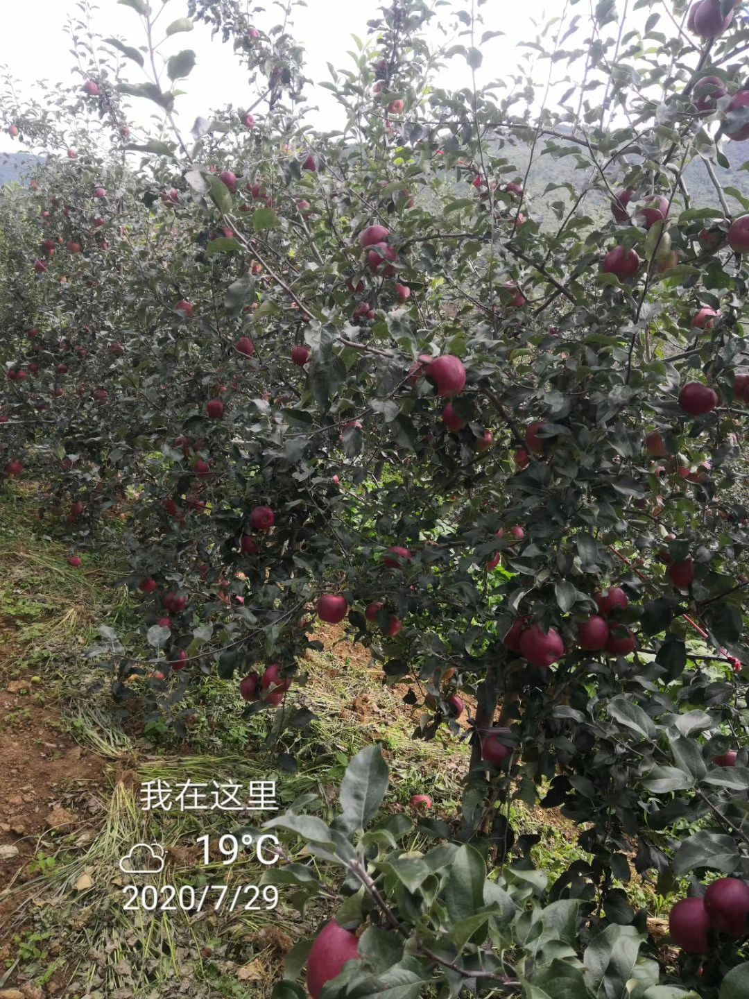  盐源糖心苹果  华硕系列