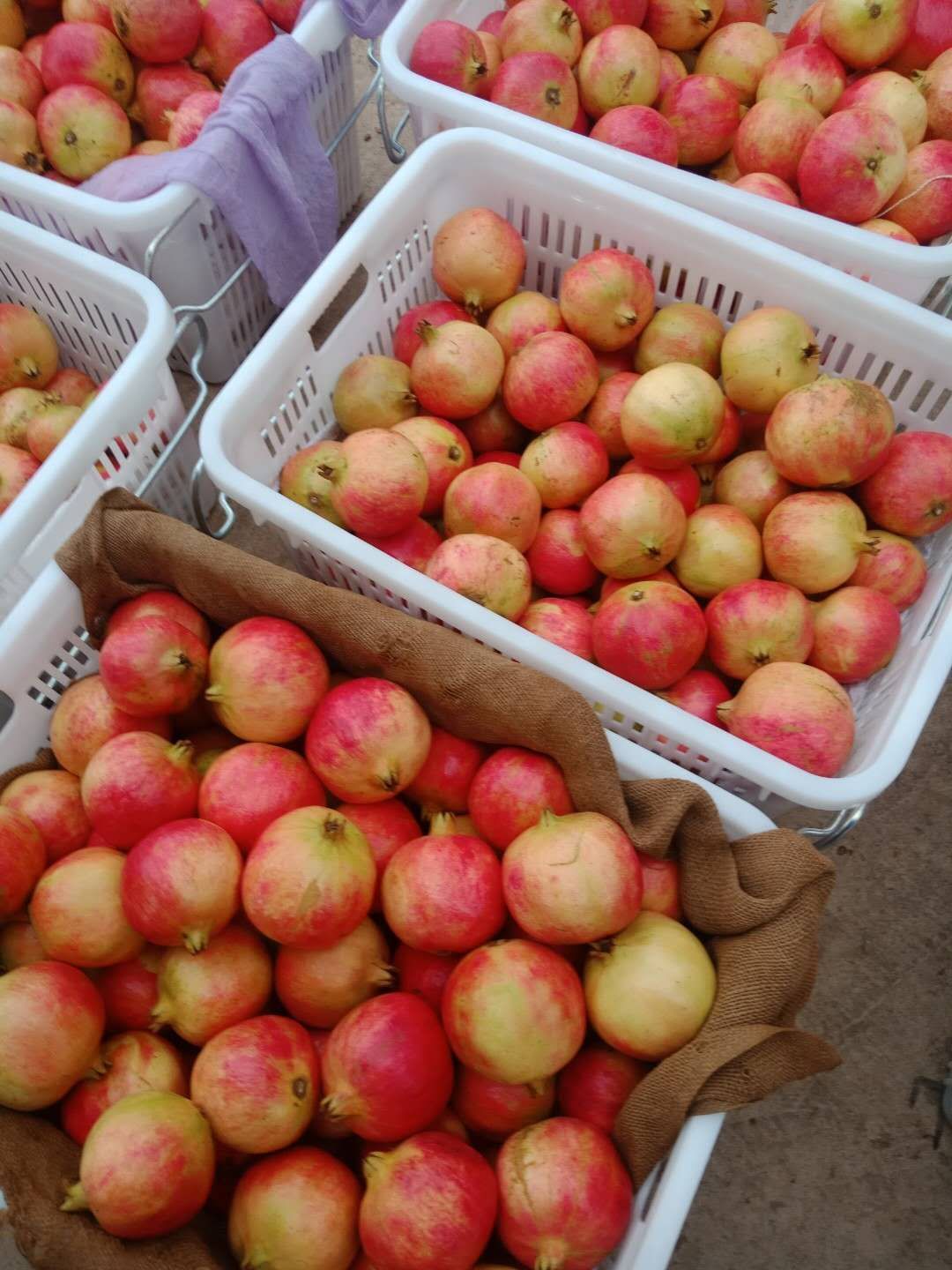 中农红软籽石榴 海拔在1600-1800米