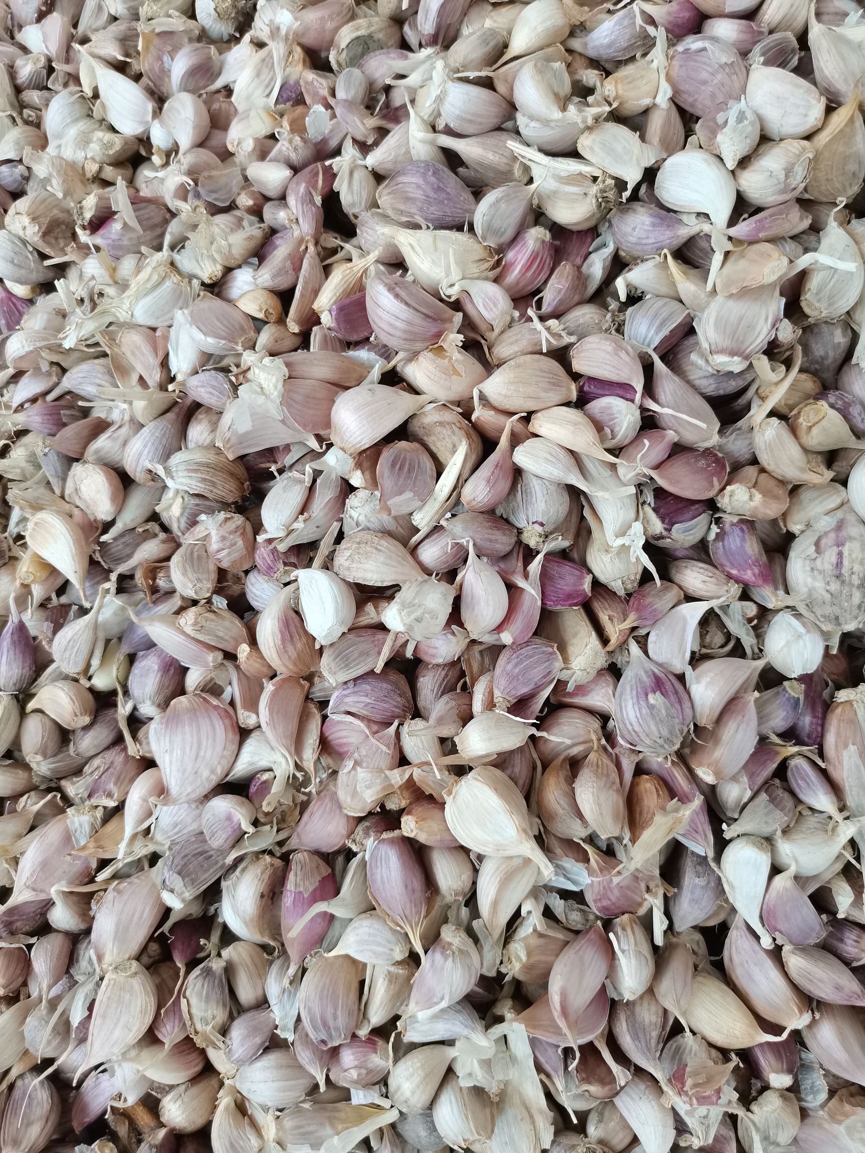 白皮蒜  红七星大蒜，独蒜种，温二早 混级统货。产地直供