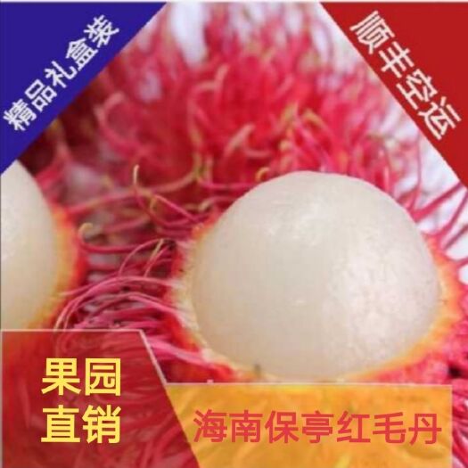保亭县 海南保亭精品红毛丹顺丰空运一件代发果园直销5斤精品礼盒现摘